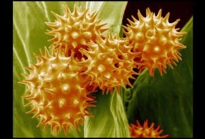 phototake_SEM_pollen_on_sunflower_pistil